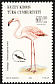 Greater Flamingo Phoenicopterus roseus  2003 Birds 