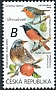 European Robin Erithacus rubecula  2020 Songbirds 