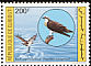 Osprey Pandion haliaetus  1991 Birds 