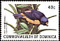Hispaniolan Euphonia Chlorophonia musica  1981 Birds 