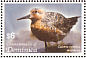 Red Knot Calidris canutus  2005 Birds of the Caribbean  MS