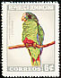 Hispaniolan Amazon Amazona ventralis  1964 Dominican birds 