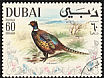Common Pheasant Phasianus colchicus  1968 Arabian Gulf birds 