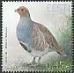 Grey Partridge Perdix perdix  2013 Bird of the year 
