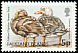 Falkland Steamer Duck Tachyeres brachypterus  2003 Bird definitives 