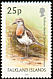 Rufous-chested Dotterel Zonibyx modestus  2003 Bird definitives 