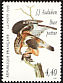 Rough-legged Buzzard Buteo lagopus  1995 Audubon p 12Â¾x12Â¼