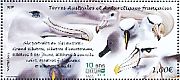 Snowy Albatross Diomedea exulans  2016 Albatross  MS