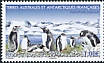 Gentoo Penguin Pygoscelis papua  2019 Gentoo Penguin 