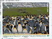King Penguin Aptenodytes patagonicus  2020 World heritage site Booklet