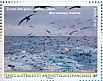 Black-browed Albatross Thalassarche melanophris  2020 World heritage site Booklet