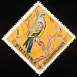 Bruce's Green Pigeon Treron waalia  1969 Birds 