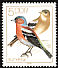 Eurasian Chaffinch Fringilla coelebs  1979 Songbirds 