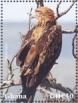 Tawny Eagle Aquila rapax  2023 Tawny Eagle  MS