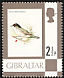 Sardinian Warbler Curruca melanocephala  1977 Definitives 