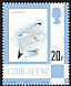Audouin's Gull Ichthyaetus audouinii  1977 Definitives 