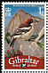 Woodchat Shrike Lanius senator  2008 Bird definitives 
