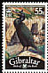 European Shag Gulosus aristotelis  2008 Bird definitives 