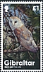 Western Barn Owl Tyto alba  2020 Owls 