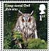 Long-eared Owl Asio otus  2018 Owls 