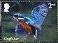 Common Kingfisher Alcedo atthis  2023 River wildlife 10v set