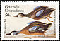 Blue-winged Teal Spatula discors  1985 Audubon 