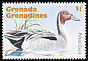 Northern Pintail Anas acuta  1995 Birds of the Caribbean 
