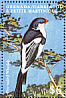Pin-tailed Whydah Vidua macroura  2000 Birds of the Caribbean  MS MS