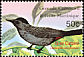 Grey Catbird Dumetella carolinensis  2003 Birds of the world 
