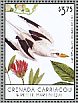 White-tailed Tropicbird Phaethon lepturus  2013 Birds of the Caribbean Sheet