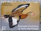 Black-bellied Whistling Duck Dendrocygna autumnalis  2022 Ducks of Grenada Sheet