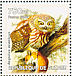Northern Saw-whet Owl Aegolius acadicus  2002 Owls Sheet