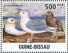Glaucous Gull Larus hyperboreus