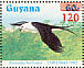 Swallow-tailed Kite Elanoides forficatus  1986 Christmas Sheet
