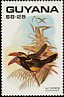 Tawny-tufted Toucanet Selenidera nattereri  1990 Birds 