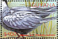 Whiskered Tern Chlidonias hybrida  2002 Birds of Central America  MS