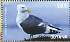 Western Gull Larus occidentalis  2015 Seagulls  MS
