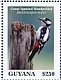Great Spotted Woodpecker Dendrocopos major  2020 Woodpeckers Sheet