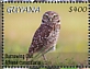Burrowing Owl Athene cunicularia  2020 Owls Sheet