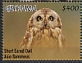 Short-eared Owl Asio flammeus  2020 Owls Sheet