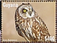 Short-eared Owl Asio flammeus  2022 Short-eared Owl Sheet