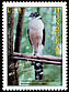 Collared Forest Falcon Micrastur semitorquatus  1997 Hondurian birds 