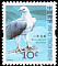 White-bellied Sea Eagle Icthyophaga leucogaster  2006 Birds definitives 