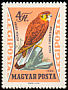 Common Kestrel Falco tinnunculus  1962 Birds of prey 