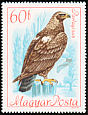 Eastern Imperial Eagle Aquila heliaca  1968 Protected birds 