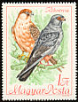 Red-footed Falcon Falco vespertinus  1968 Protected birds 