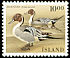 Northern Pintail Anas acuta  1986 Birds 