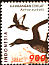 Hardhead Aythya australis  2000 Indonesian ducks 