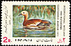 Ruddy Shelduck Tadorna ferruginea  1971 International wetland conference 