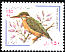 Common Kingfisher Alcedo atthis  1999 Bird definitive 